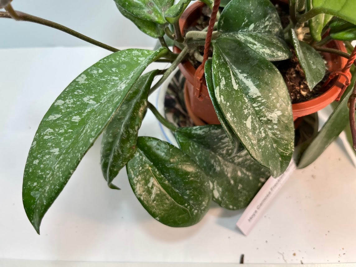 Hoya Carnosa Freckled Splash Silver Splash Wax Vine With Free Hanging Pot Twenty Percent Off