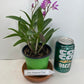 Compact Dendrobium KIngianum 'Pink' Orchid NBS potted - not in bloom! Fragrant and long-lasting blooms!