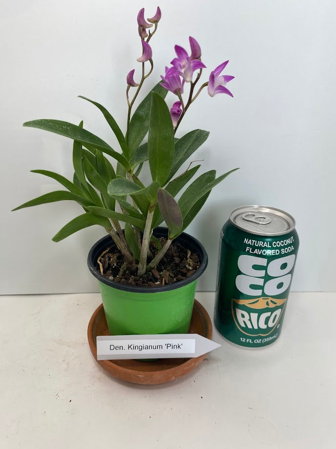 Compact Dendrobium KIngianum 'Pink' Orchid NBS potted - not in bloom! Fragrant and long-lasting blooms!