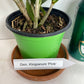 Compact Dendrobium KIngianum 'Pink' Orchid NBS potted - not in bloom! Fragrant and long-lasting blooms!