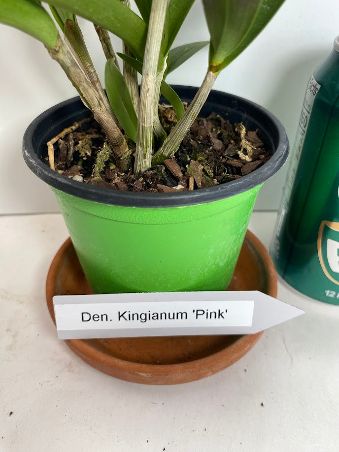 Compact Dendrobium KIngianum 'Pink' Orchid NBS potted - not in bloom! Fragrant and long-lasting blooms!