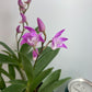Compact Dendrobium KIngianum 'Pink' Orchid NBS potted - not in bloom! Fragrant and long-lasting blooms!