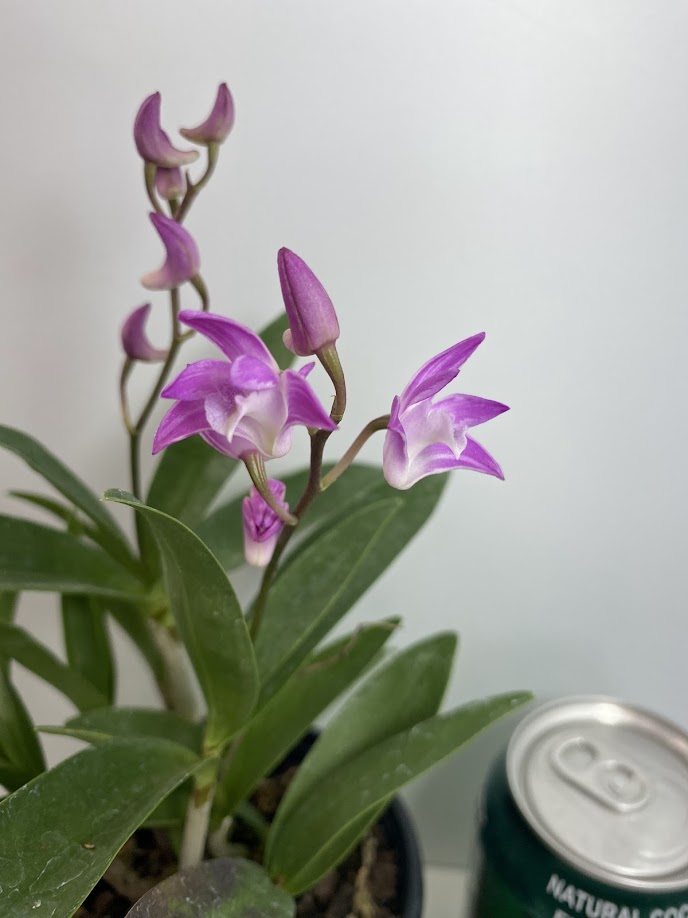 Compact Dendrobium KIngianum 'Pink' Orchid NBS potted - not in bloom! Fragrant and long-lasting blooms!