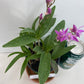 Compact Dendrobium KIngianum 'Pink' Orchid NBS potted - not in bloom! Fragrant and long-lasting blooms!