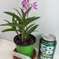 Compact Dendrobium KIngianum 'Pink' Orchid NBS potted - not in bloom! Fragrant and long-lasting blooms!
