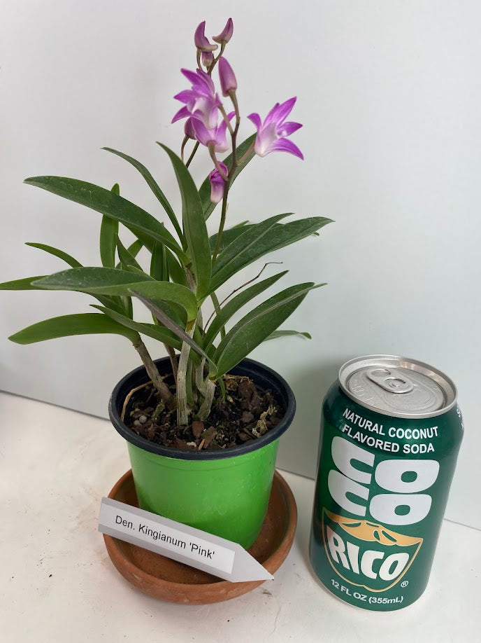 Compact Dendrobium KIngianum 'Pink' Orchid NBS potted - not in bloom! Fragrant and long-lasting blooms!