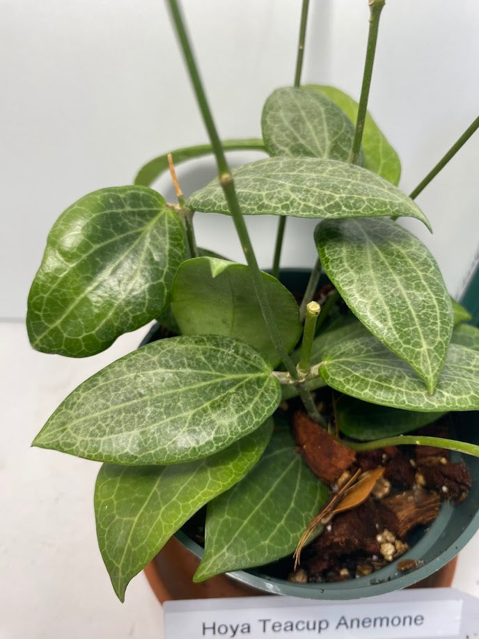 Hoya Teacup Anemone Fitchii 