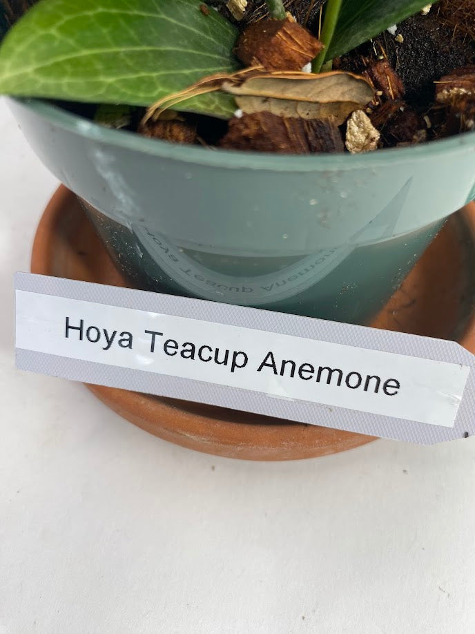 Hoya Teacup Anemone Fitchii 