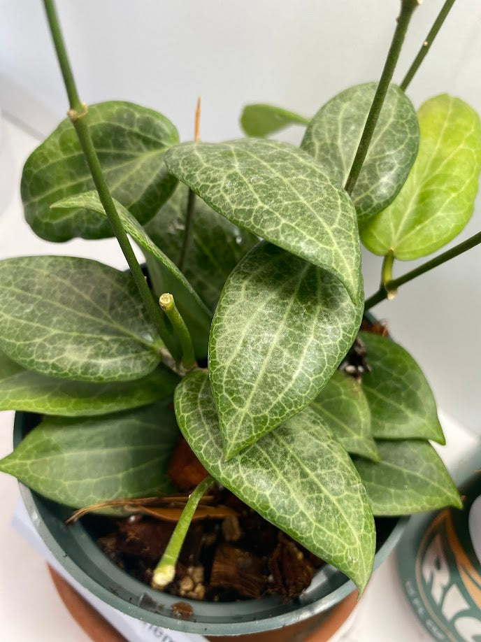 Hoya Teacup Anemone Fitchii 