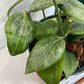 Hoya Teacup Anemone Fitchii 