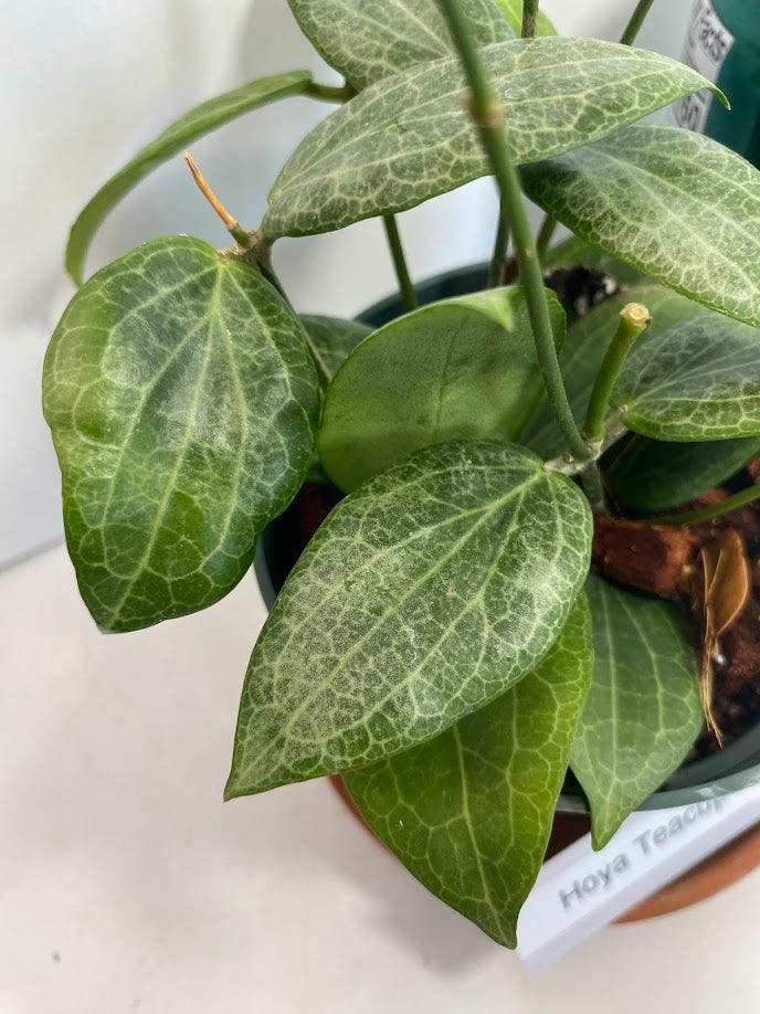 Hoya Teacup Anemone Fitchii 