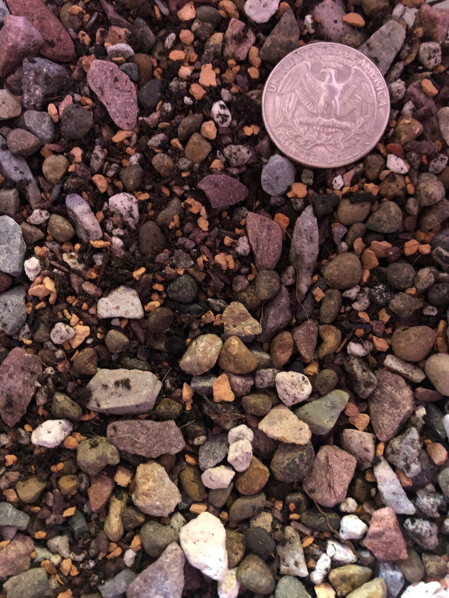 CACTUS & SUCCULENT Premium Potting Mix