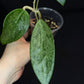 Hoya Rime silver/high splash, beautiful silver splashes on dark green foliage