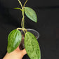 Hoya Rime silver/high splash, beautiful silver splashes on dark green foliage
