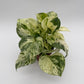 Pothos Manjula