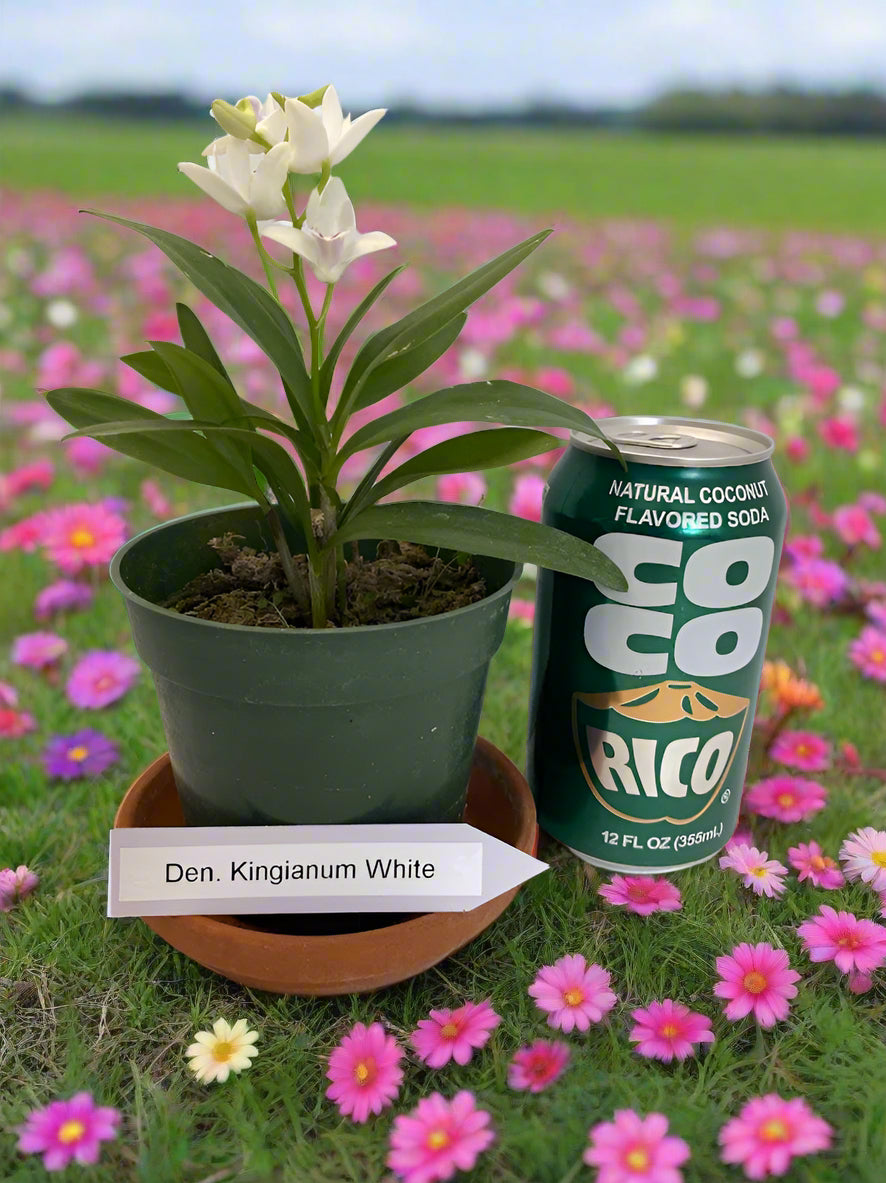 Compact Dendrobium KIngianum 'White' Orchid 