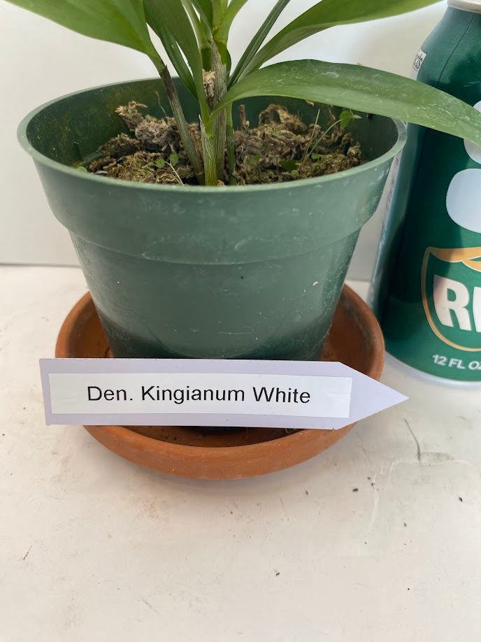 Compact Dendrobium KIngianum 'White' Orchid 