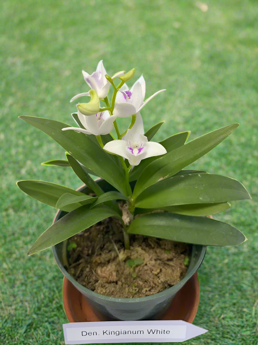 Compact Dendrobium KIngianum 'White' Orchid 