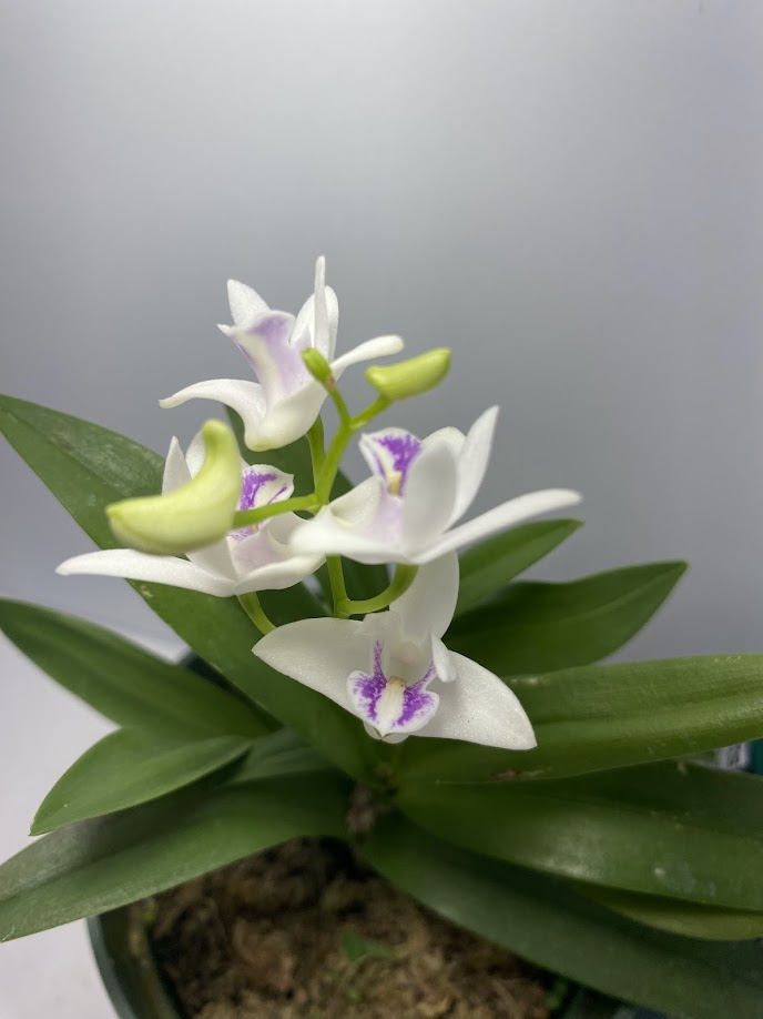 Compact Dendrobium KIngianum 'White' Orchid 