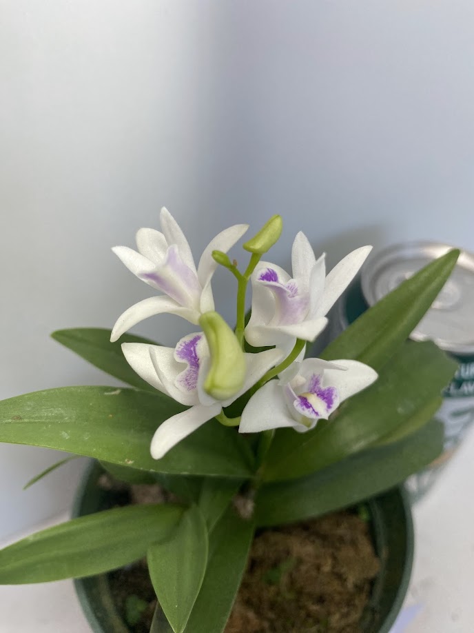 Compact Dendrobium KIngianum 'White' Orchid 