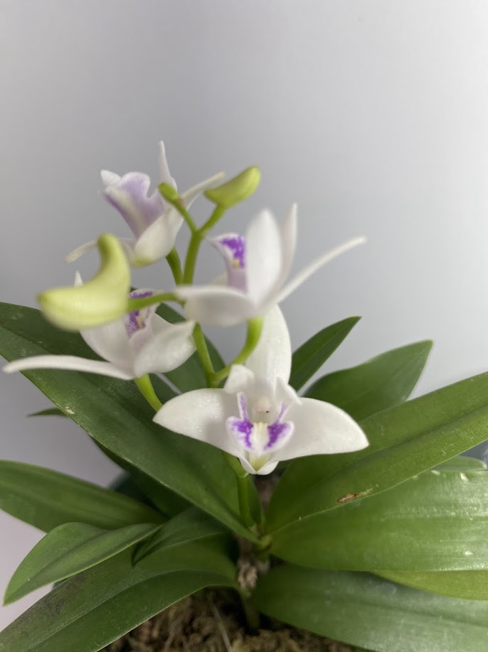 Compact Dendrobium KIngianum 'White' Orchid 