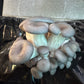 Warm Blue Oyster MycoGarden Fruiting Kit  - (Pleurotus ostreatus)