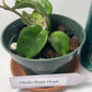 Hindu Rope Plant