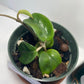 Hindu Rope Plant