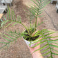 Philodendron 'Tortum'