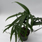 Amydrium Zippelianum 'Green'