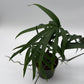 Amydrium Zippelianum 'Green'