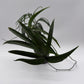 Amydrium Zippelianum 'Green'