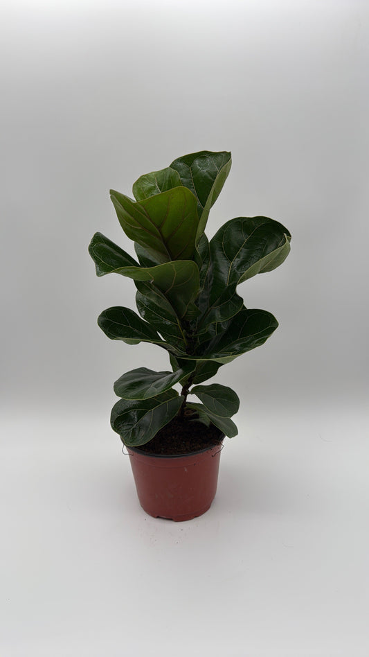 Ficus Fiddle Leaf Fig
