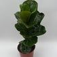 Ficus Fiddle Leaf Fig