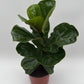 Ficus Fiddle Leaf Fig