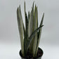 Sansevieria 'Bantel's Sensation'