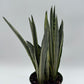 Sansevieria 'Bantel's Sensation'