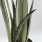 Sansevieria 'Bantel's Sensation'