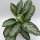 Aglaonema Silver Bay