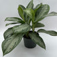 Aglaonema Silver Bay