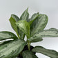 Aglaonema Silver Bay