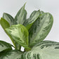 Aglaonema Silver Bay