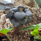 Warm Blue Oyster MycoGarden Fruiting Kit  - (Pleurotus ostreatus)