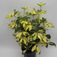 Variegated Umbrella Bush