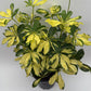 Variegated Umbrella Bush