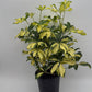 Variegated Umbrella Bush