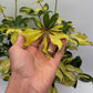 Variegated Umbrella Bush