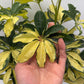 Variegated Umbrella Bush