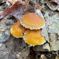 Chestnut MycoGarden Fruiting Kit - (Pholiota adiposa)