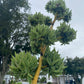 Agave Pup clusters with...a lot of Agave pups. Perfect HOT summer plant. Agave's are long life plants and very easy to care for.